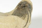 Spiny Leonaspis Trilobite - Foum Zguid, Morocco #204445-4
